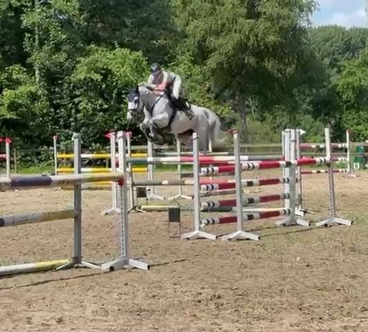 Mare Holsteiner For sale 2013 Grey