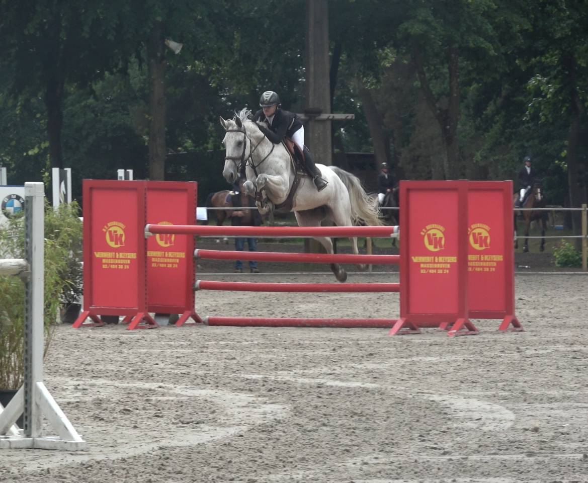 Mare Holsteiner For sale 2013 Grey