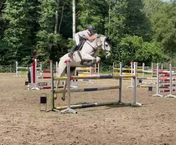 Mare Holsteiner For sale 2013 Grey