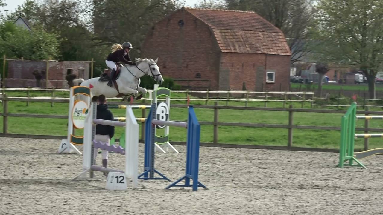 Mare Holsteiner For sale 2013 Grey