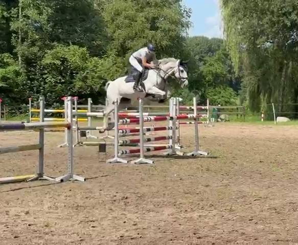 Mare Holsteiner For sale 2013 Grey