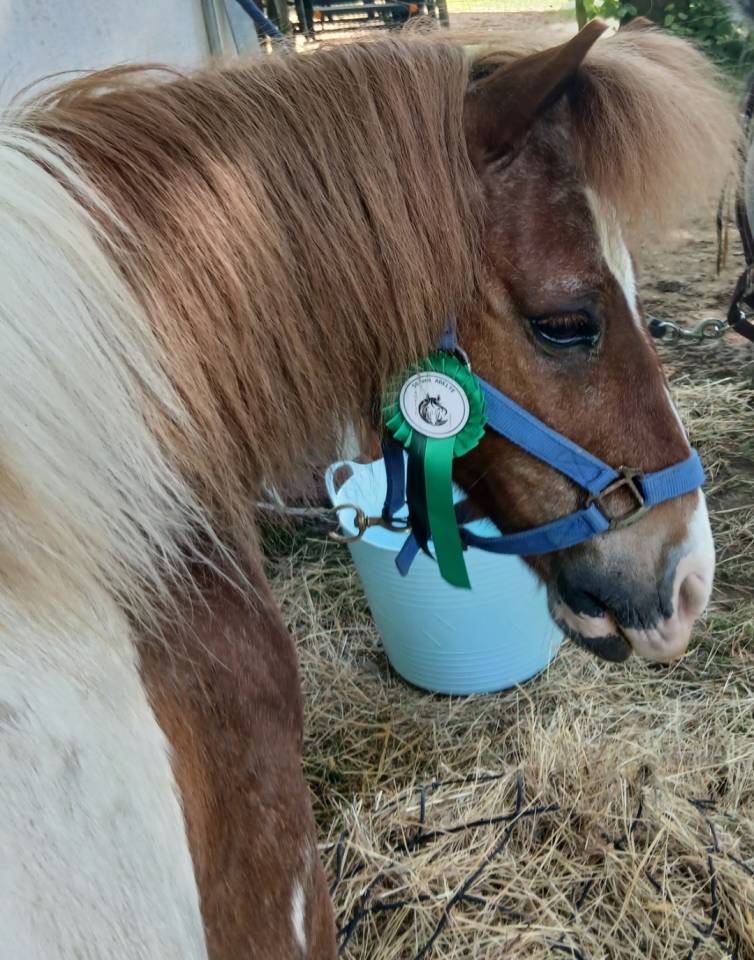 Gelding No Origin Recorded Part-Livery 2011 Coloured