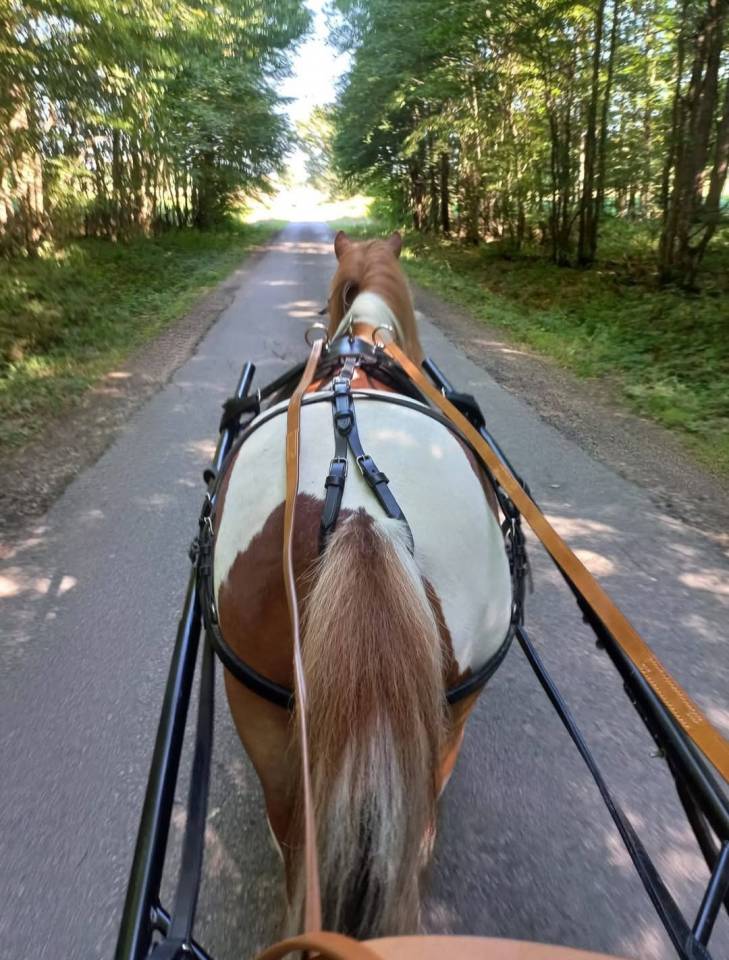 Gelding No Origin Recorded Part-Livery 2011 Coloured