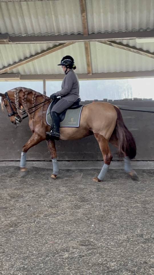 Gelding PRE Pure Spanish Bred For sale 2014 Chesnut