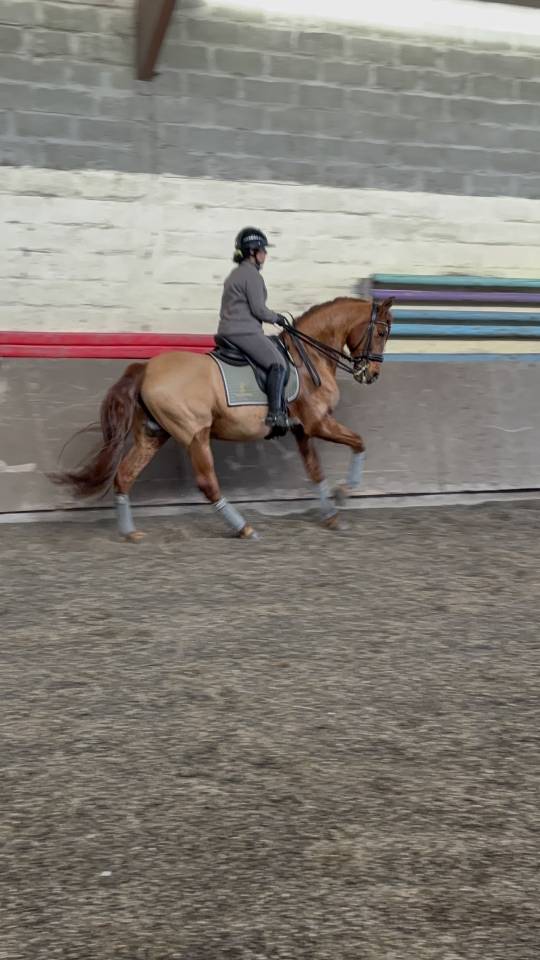Gelding PRE Pure Spanish Bred For sale 2014 Chesnut