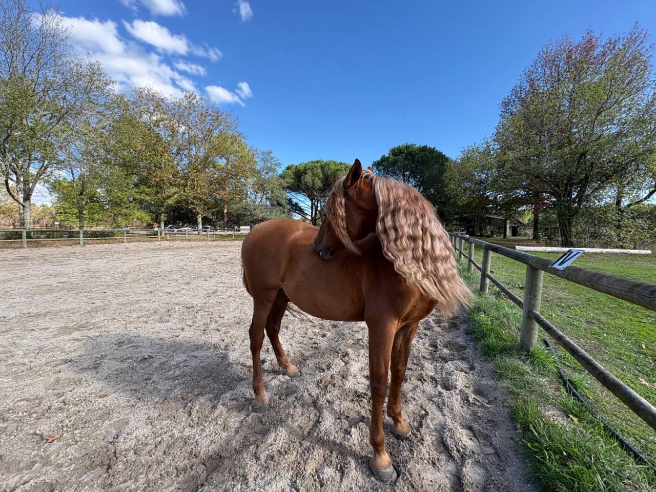 Gelding PRE Pure Spanish Bred For sale 2014 Chesnut