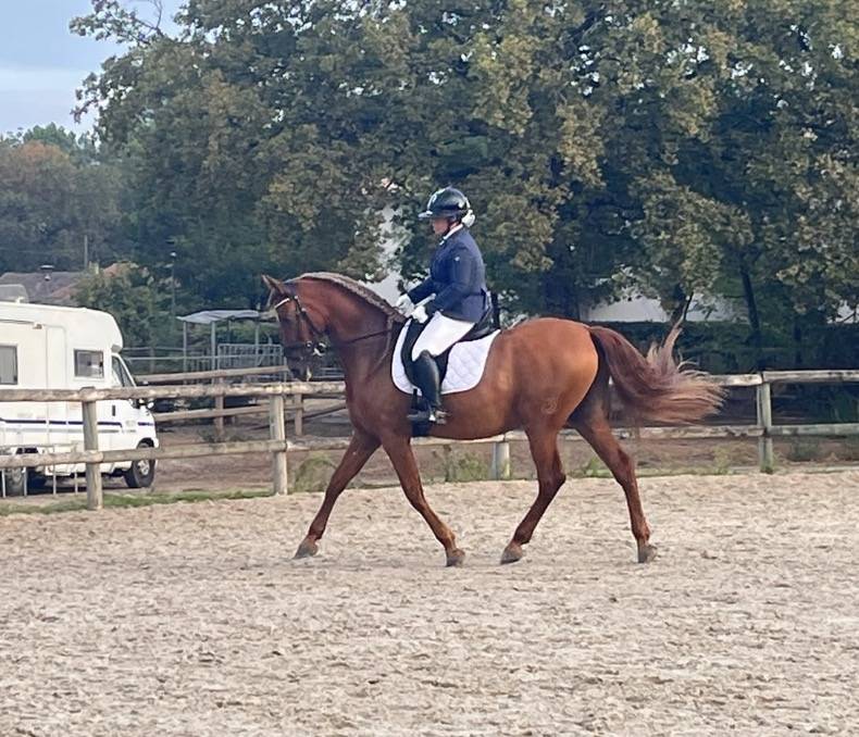 Gelding PRE Pure Spanish Bred For sale 2014 Chesnut