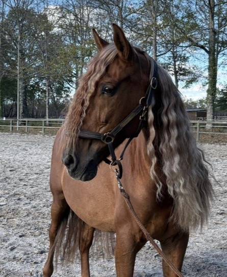 Gelding PRE Pure Spanish Bred For sale 2014 Chesnut