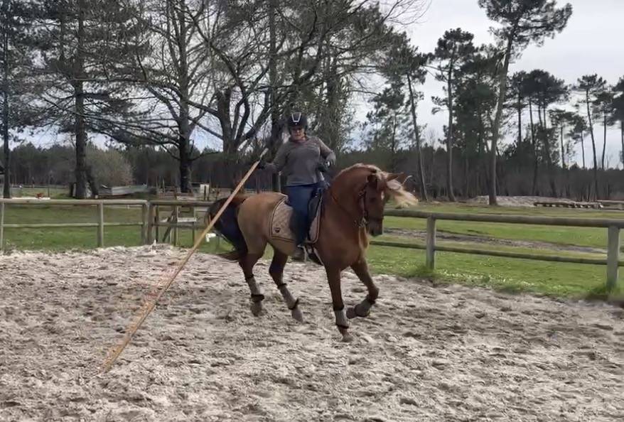 Gelding PRE Pure Spanish Bred For sale 2014 Chesnut