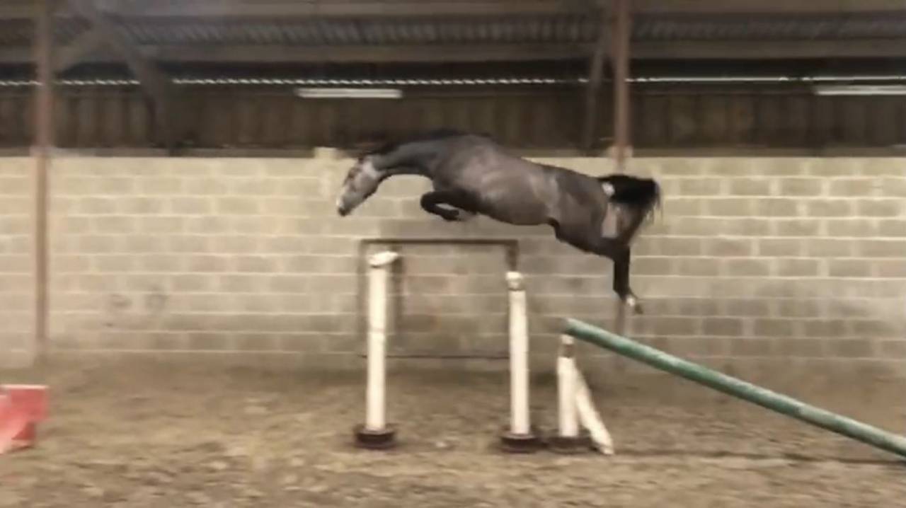 Gelding Selle Fran&ccedil;ais For sale 2022 Grey