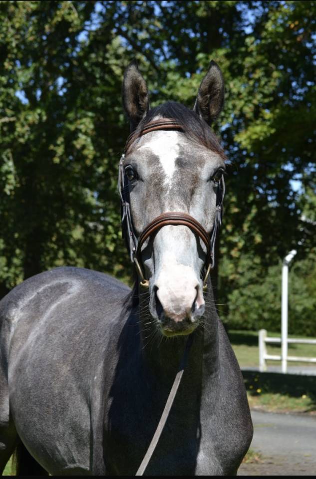 Gelding Selle Fran&ccedil;ais For sale 2022 Grey