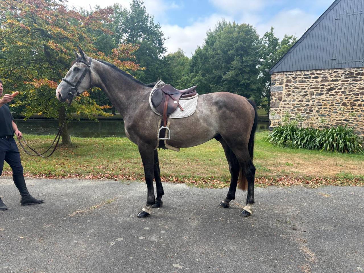 Gelding Selle Fran&ccedil;ais For sale 2022 Grey