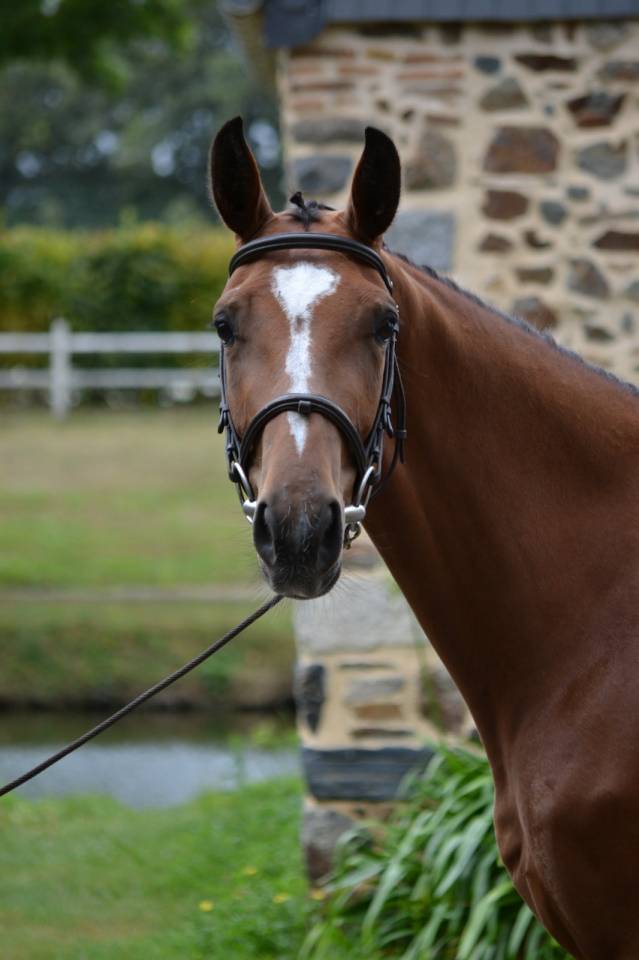 Mare Selle Fran&ccedil;ais For sale 2023 Bay