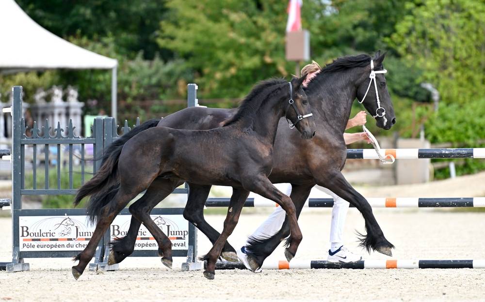 Colt Friesian For sale 2026 Black