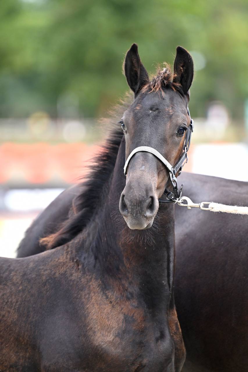 Colt Friesian For sale 2026 Black