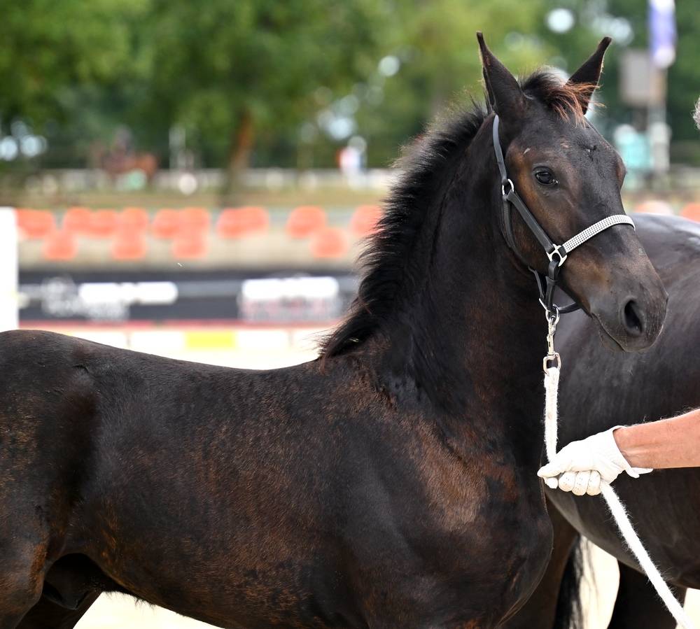 Colt Friesian For sale 2026 Black