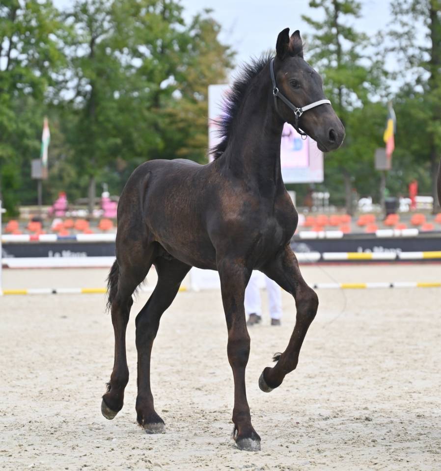 Colt Friesian For sale 2026 Black