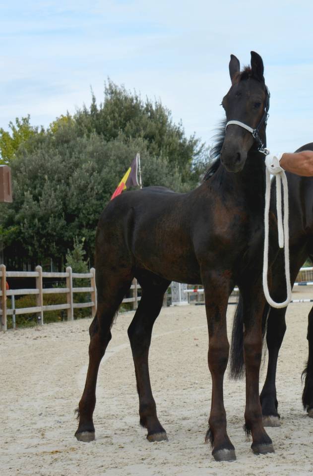Colt Friesian For sale 2026 Black