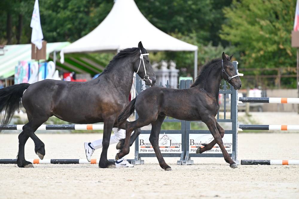 Colt Friesian For sale 2026 Black