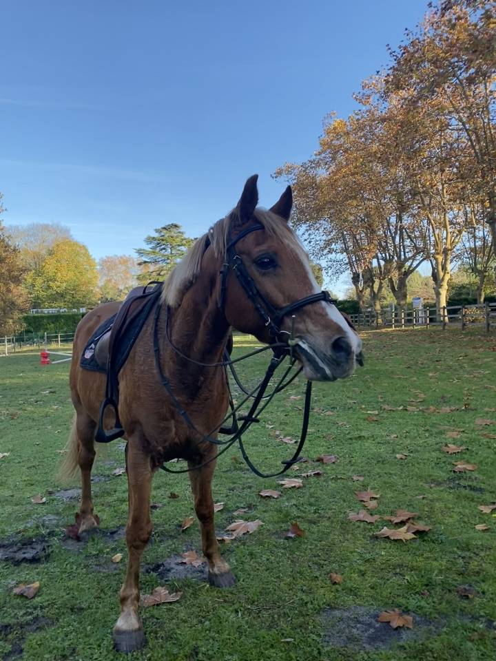Gelding Other Pony Breed Part-Livery 2008 Chesnut