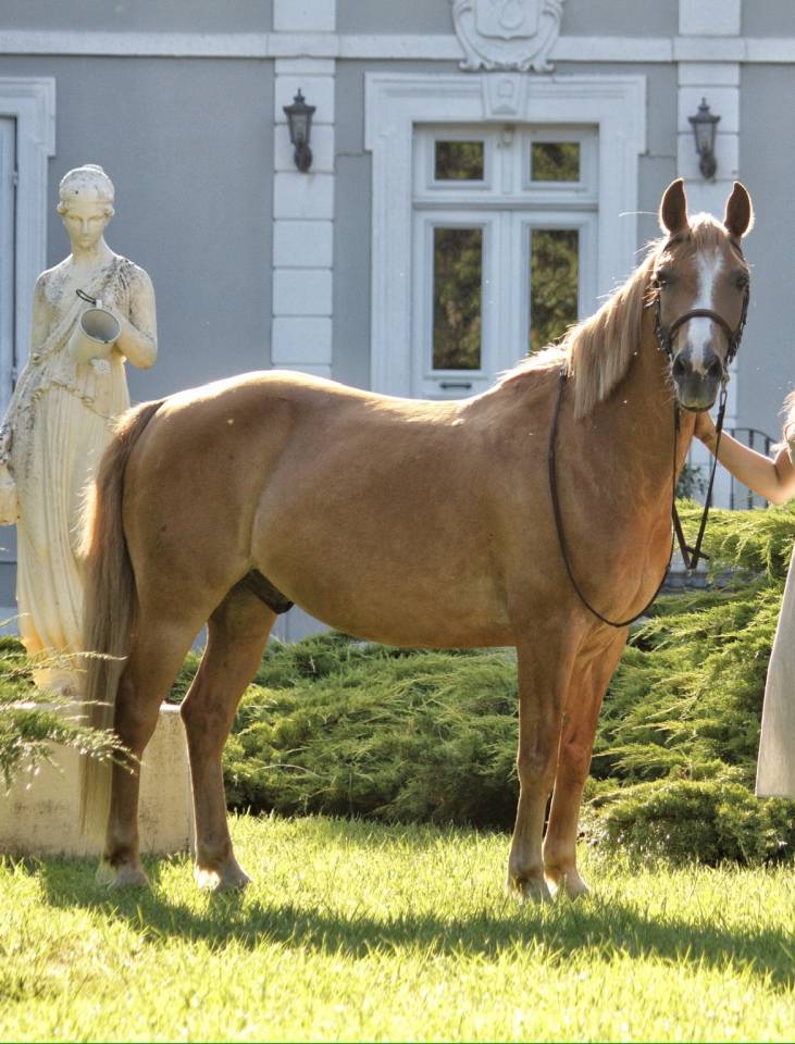 Gelding Other Pony Breed Part-Livery 2008 Chesnut
