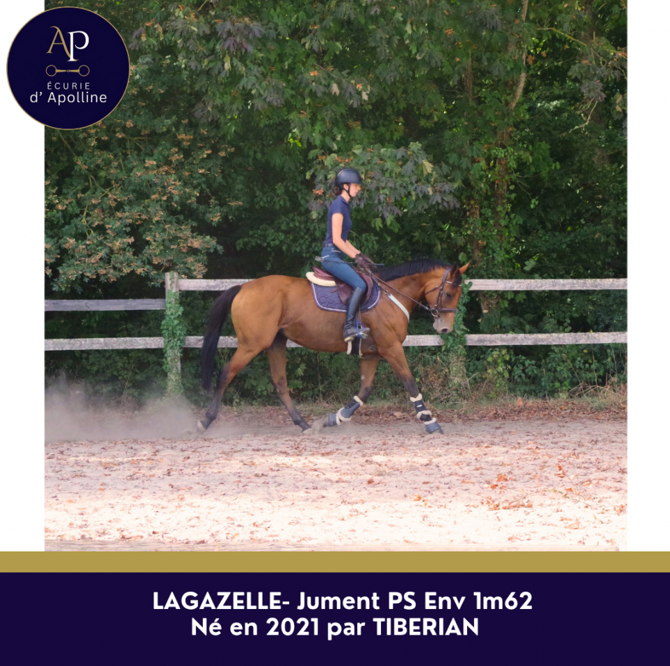 Mare Thoroughbred For sale 2021 Bay