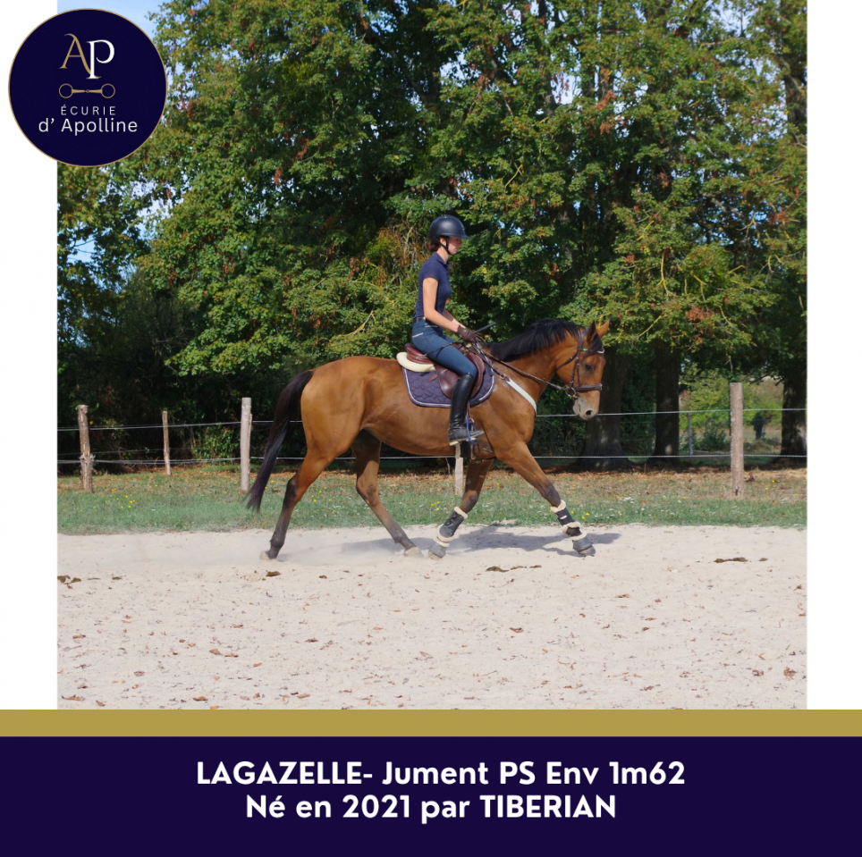 Mare Thoroughbred For sale 2021 Bay