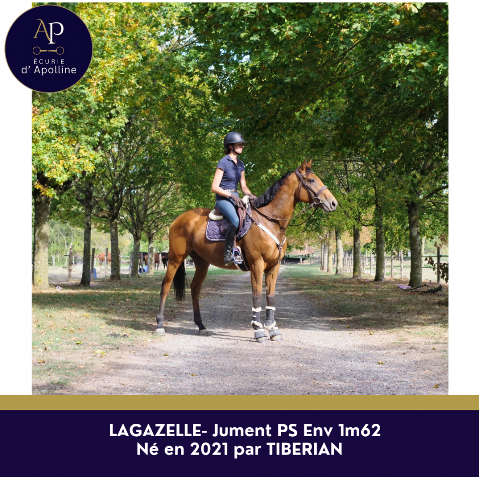 Mare Thoroughbred For sale 2021 Bay