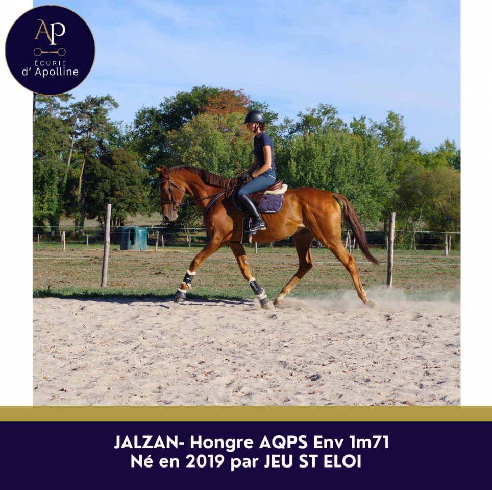 Gelding AQPS For sale 2019 Chesnut