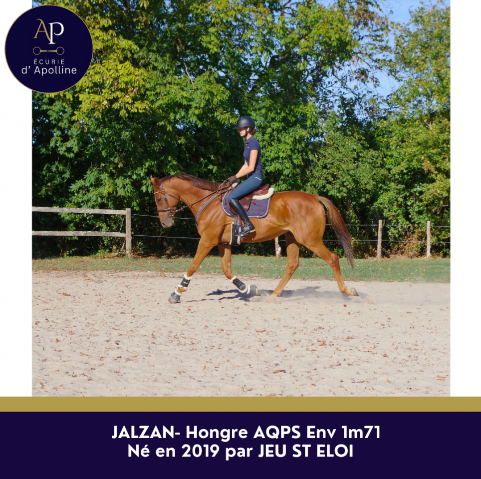 Gelding AQPS For sale 2019 Chesnut