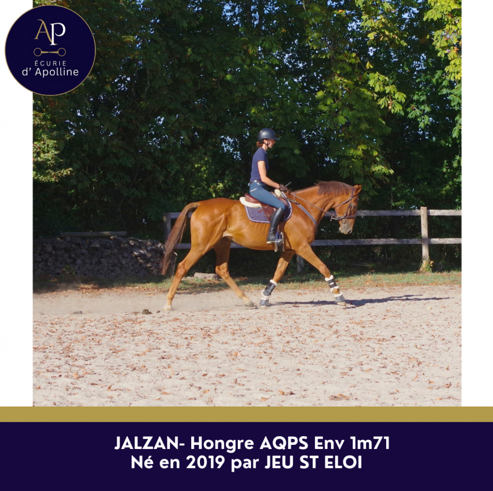 Gelding AQPS For sale 2019 Chesnut