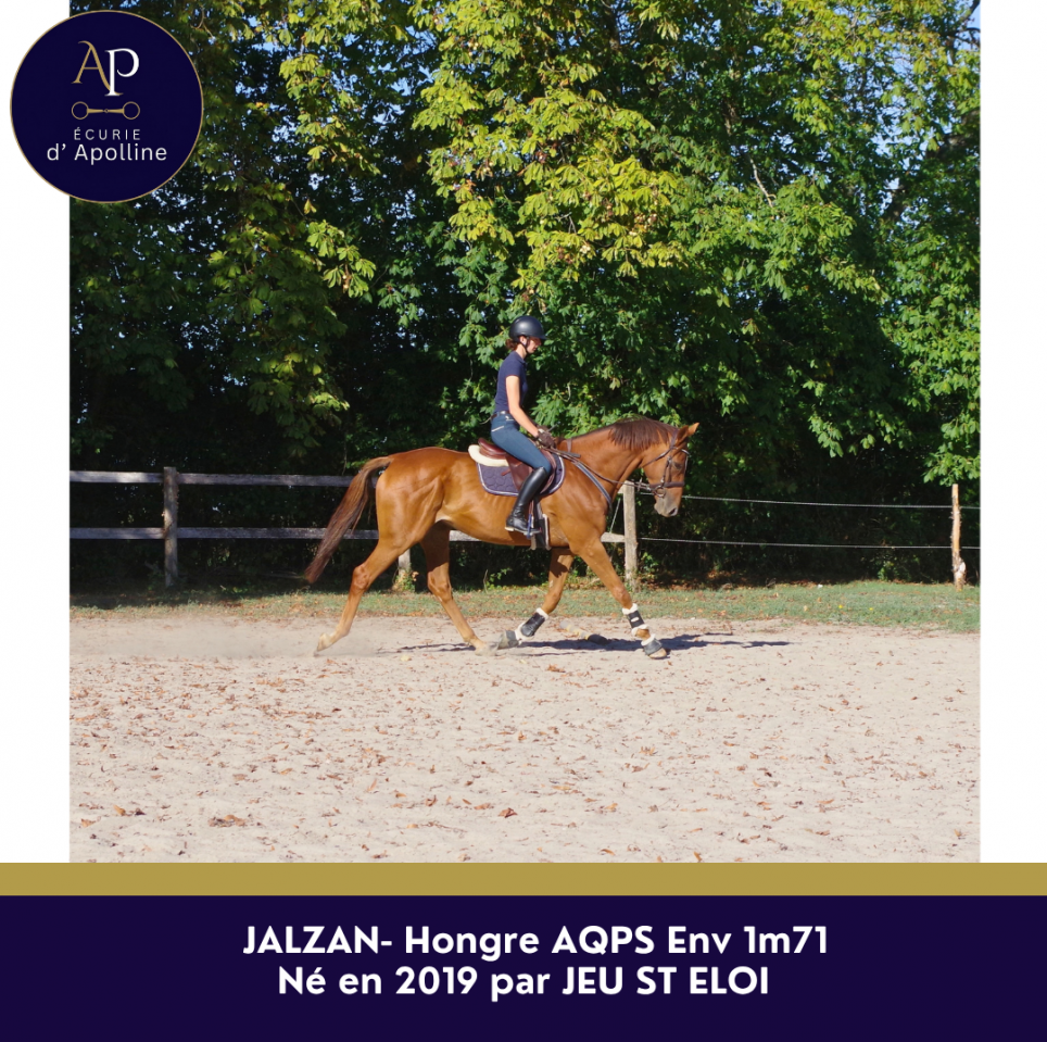 Gelding AQPS For sale 2019 Chesnut