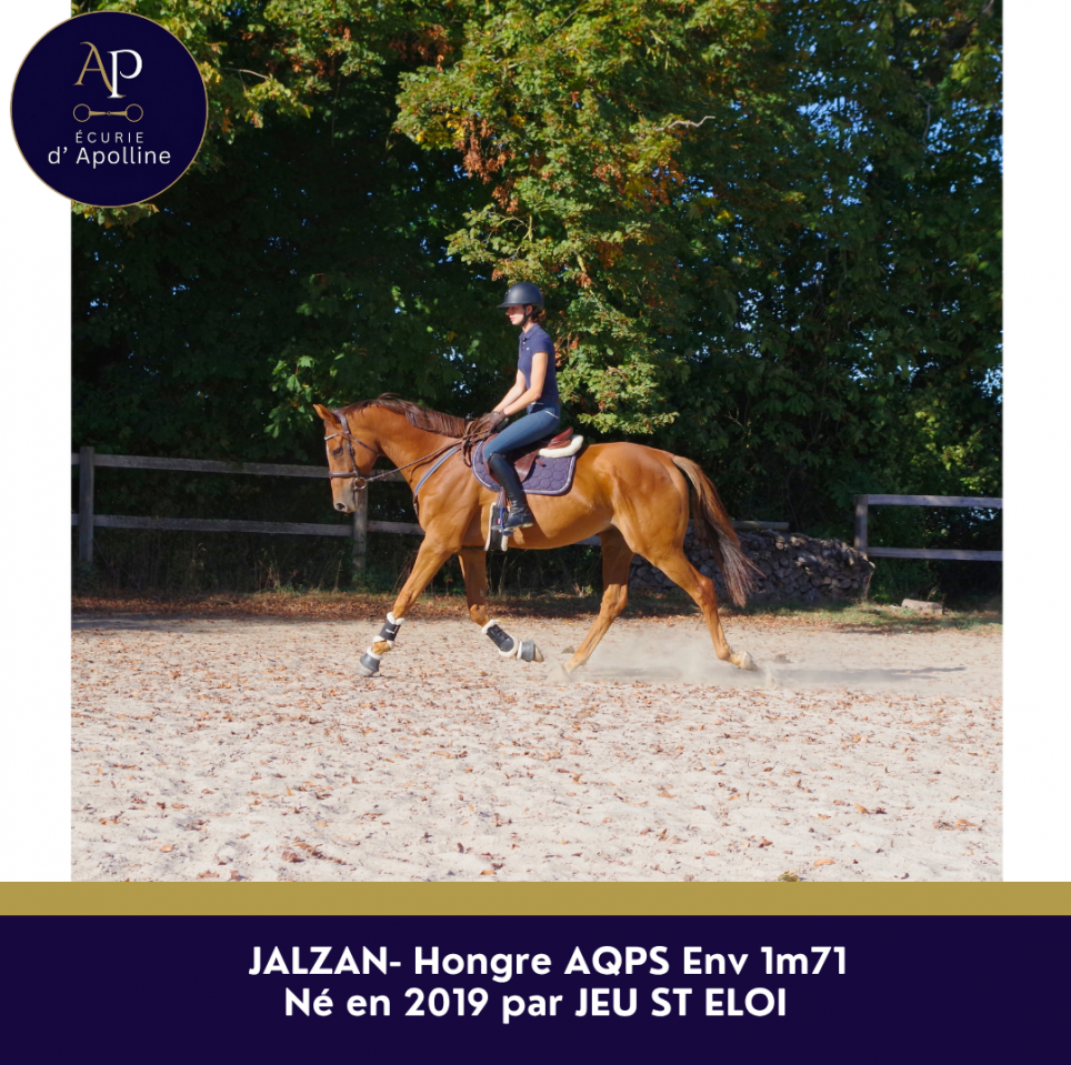 Gelding AQPS For sale 2019 Chesnut