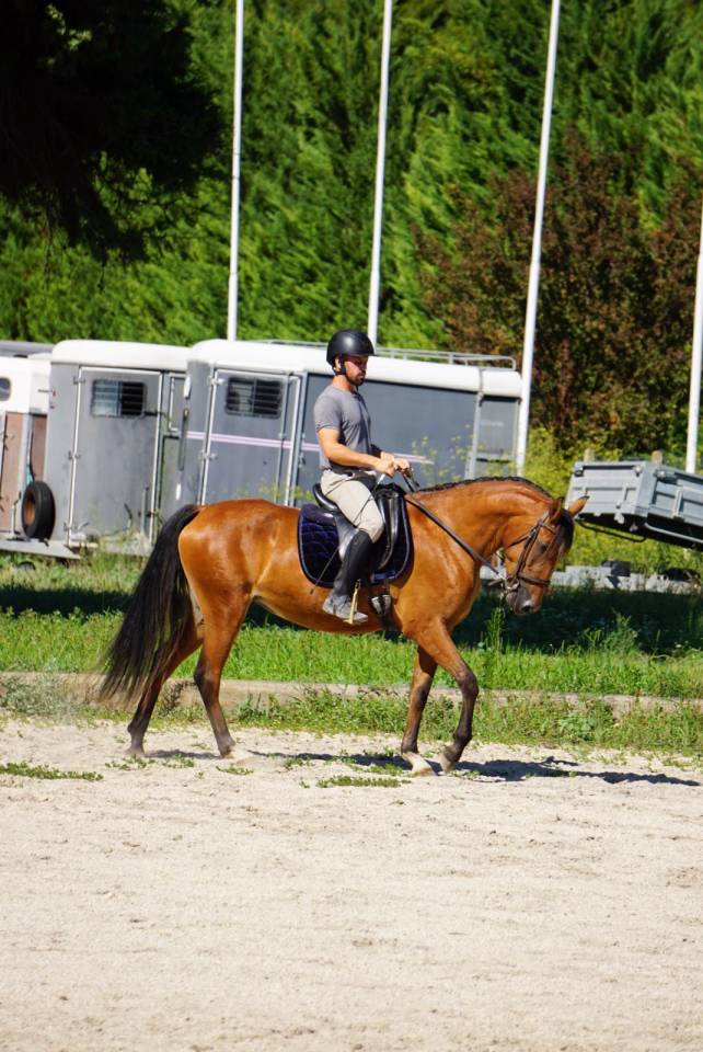 Mare Lusitano For sale 2022 Bay