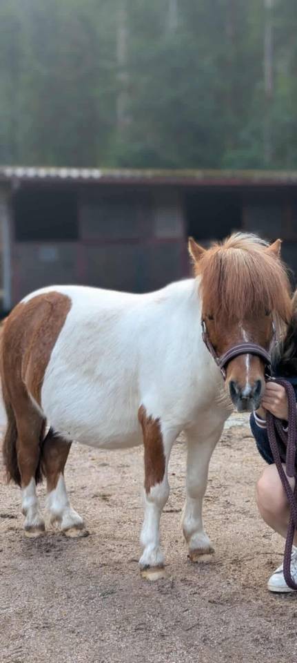 Gelding Shetland Pony For sale 2015 Chesnut