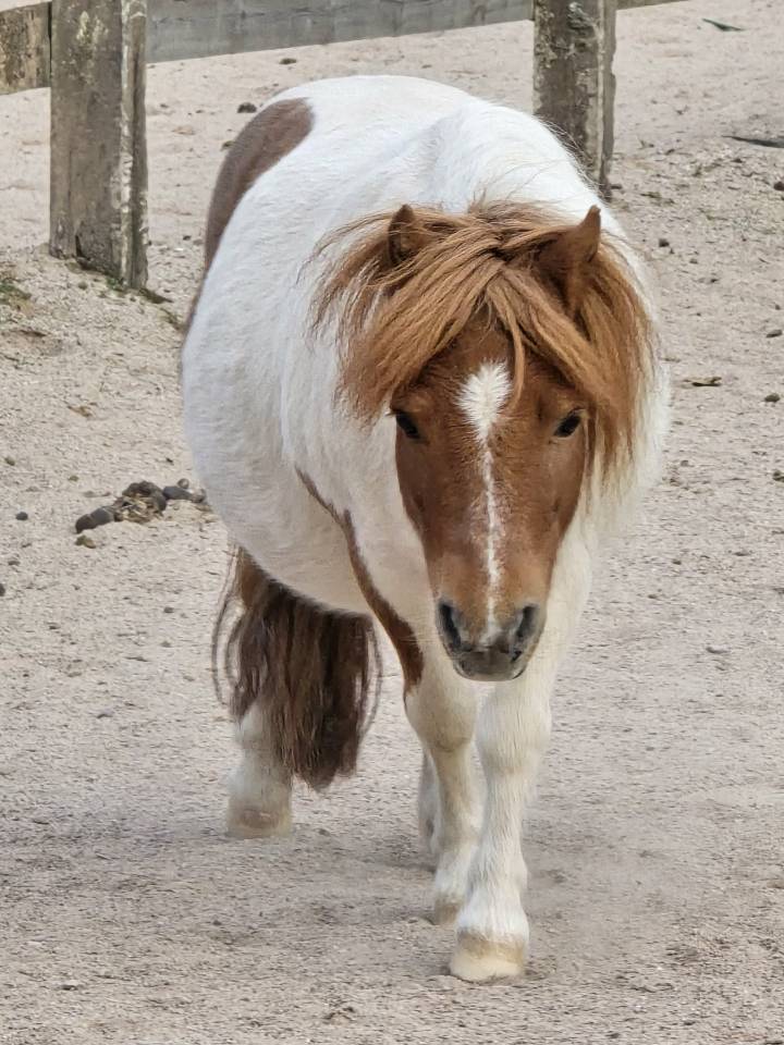 Gelding Shetland Pony For sale 2015 Chesnut