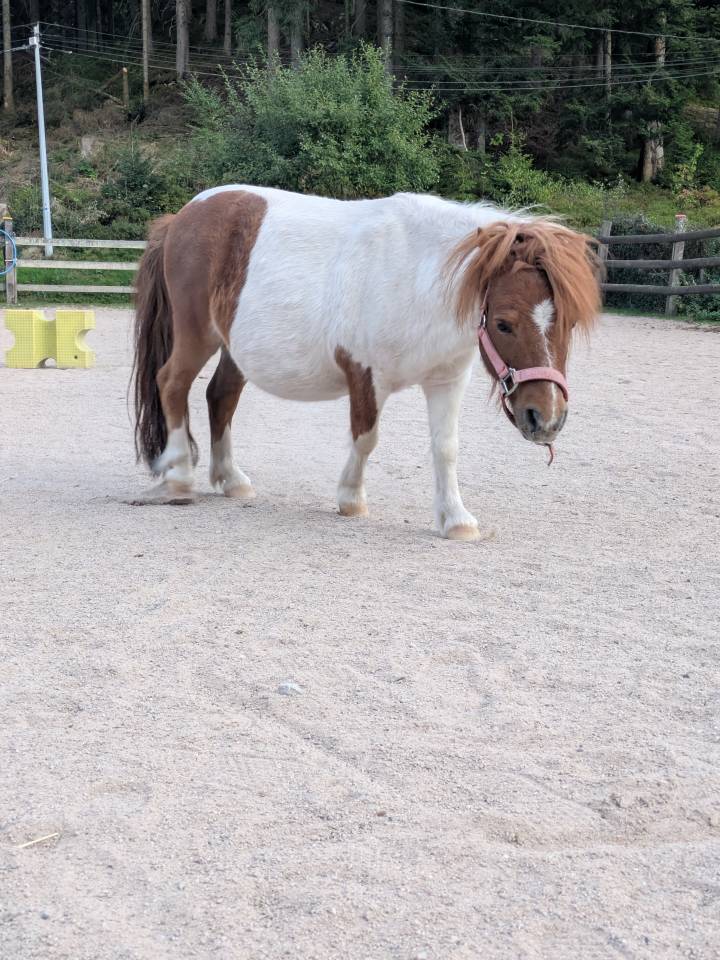 Gelding Shetland Pony For sale 2015 Chesnut