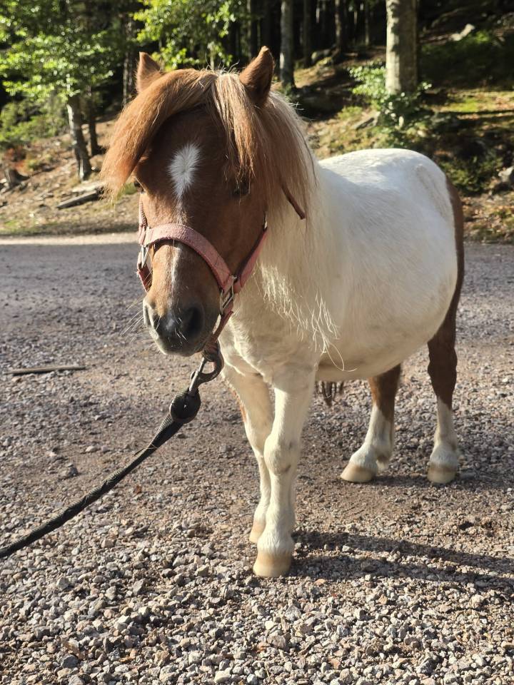 Gelding Shetland Pony For sale 2015 Chesnut
