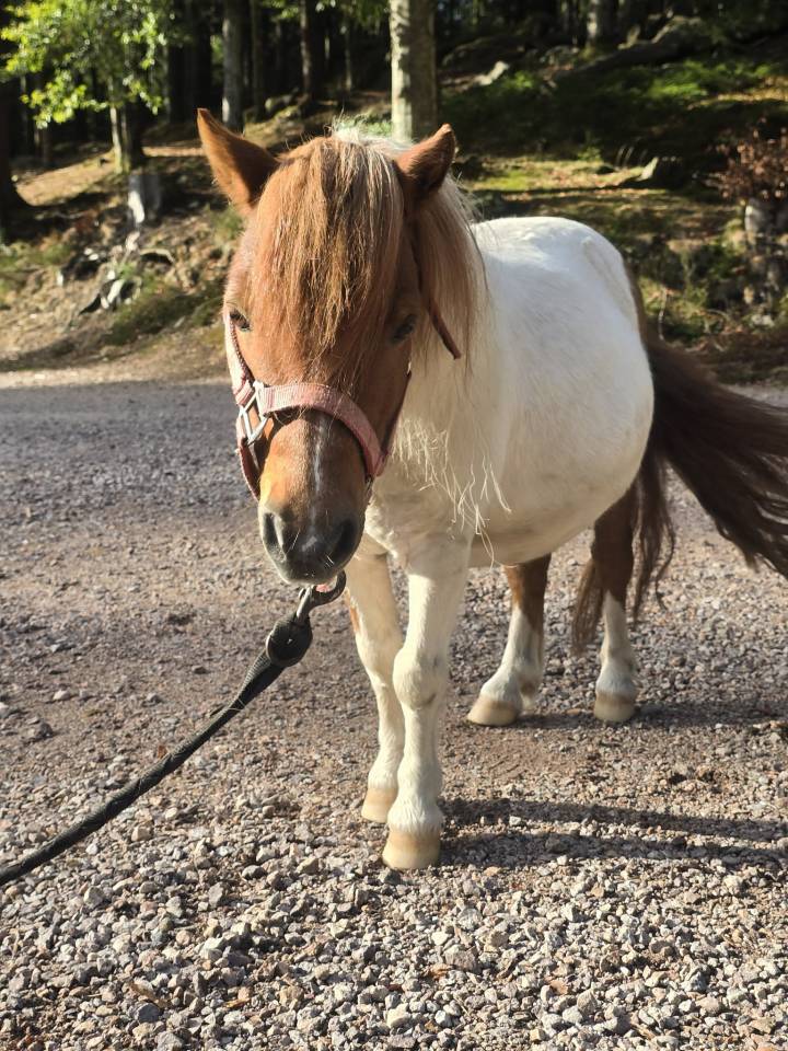 Gelding Shetland Pony For sale 2015 Chesnut