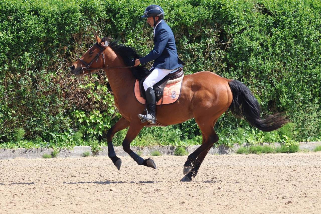 Mare Other Pony Breed For sale 2020 Other color