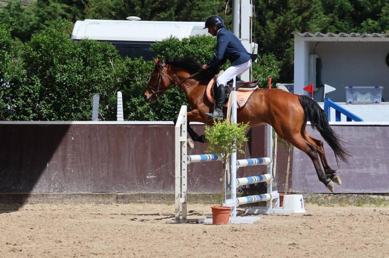 Mare Other Pony Breed For sale 2020 Other color