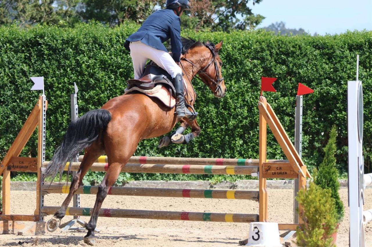 Mare Other Pony Breed For sale 2020 Other color