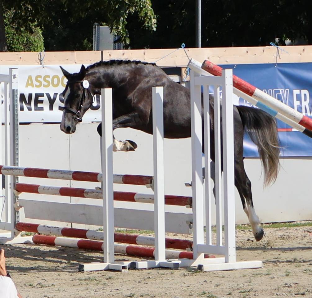Filly French Saddle Pony For sale 2024 Grey