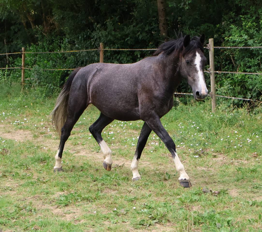 Filly French Saddle Pony For sale 2024 Grey