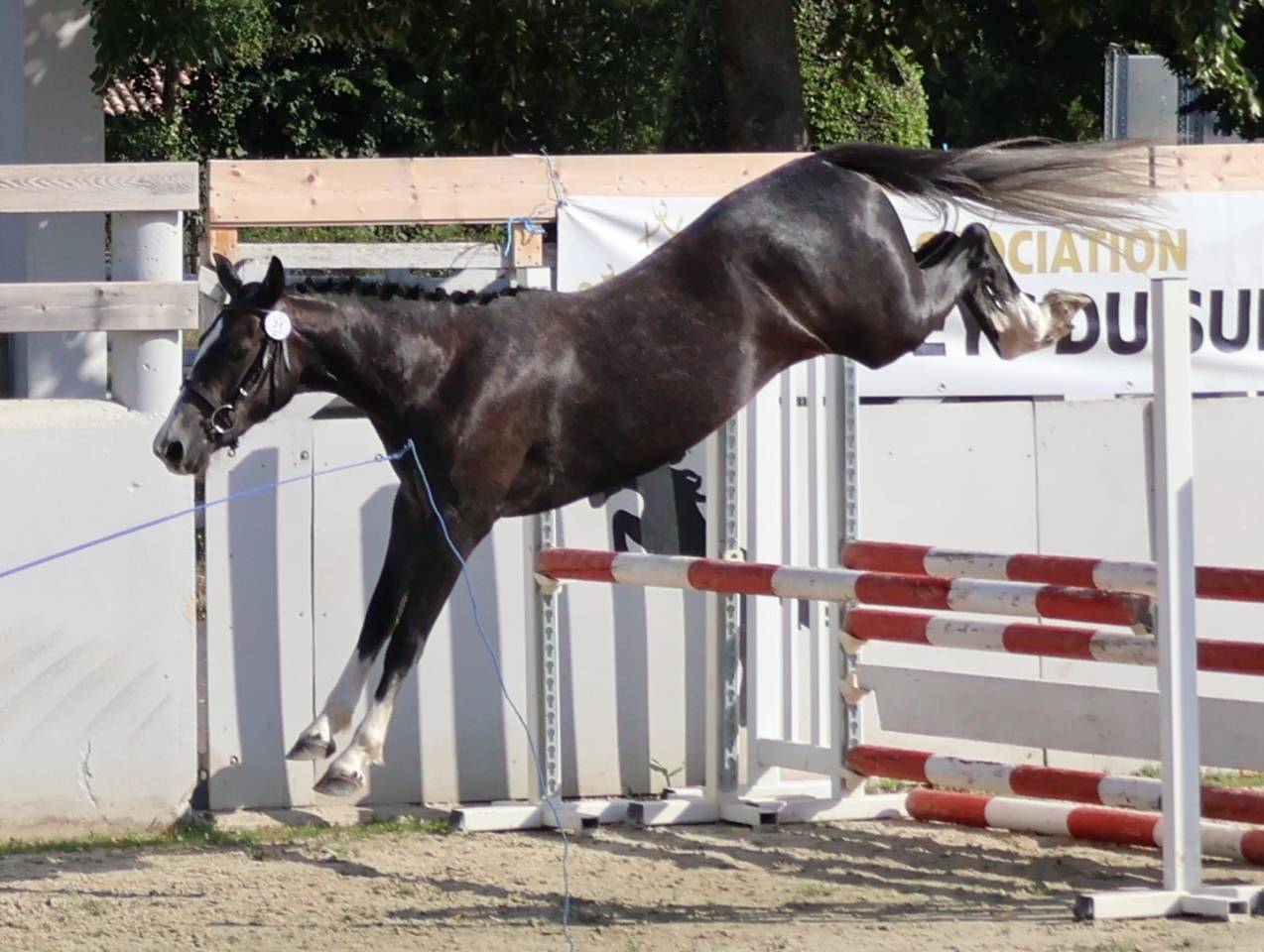Filly French Saddle Pony For sale 2024 Grey