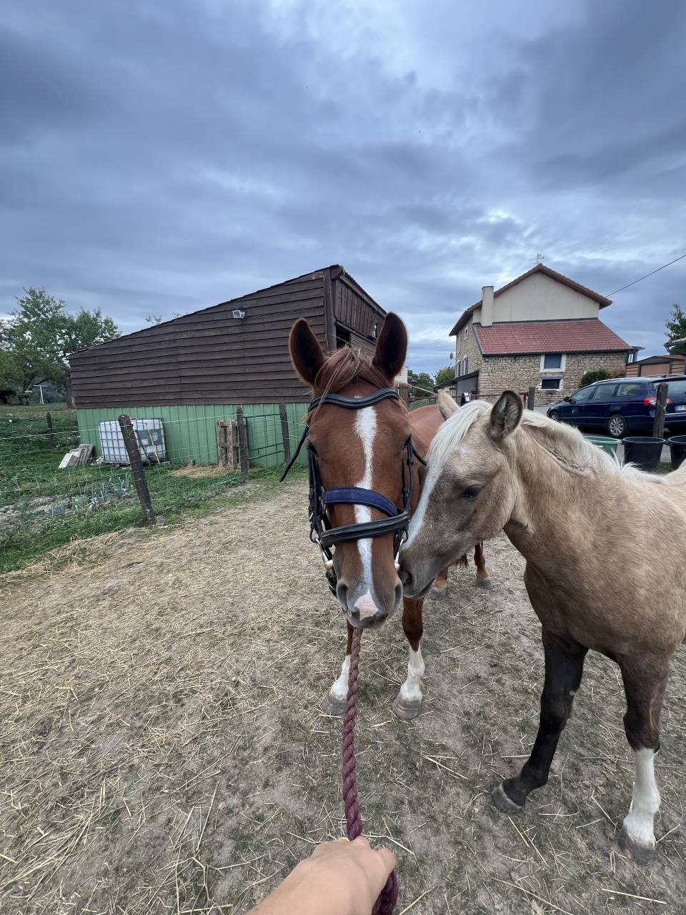 Mare French Saddle Pony For sale 2023 Liver chestnut