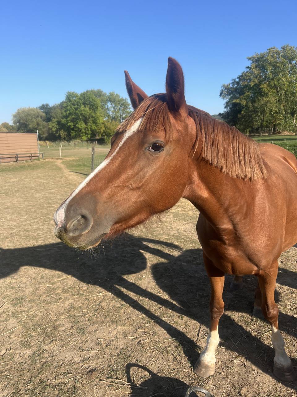 Mare French Saddle Pony For sale 2023 Liver chestnut