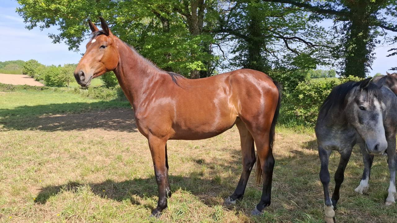 Mare Selle Fran&ccedil;ais For sale 2024 Bay