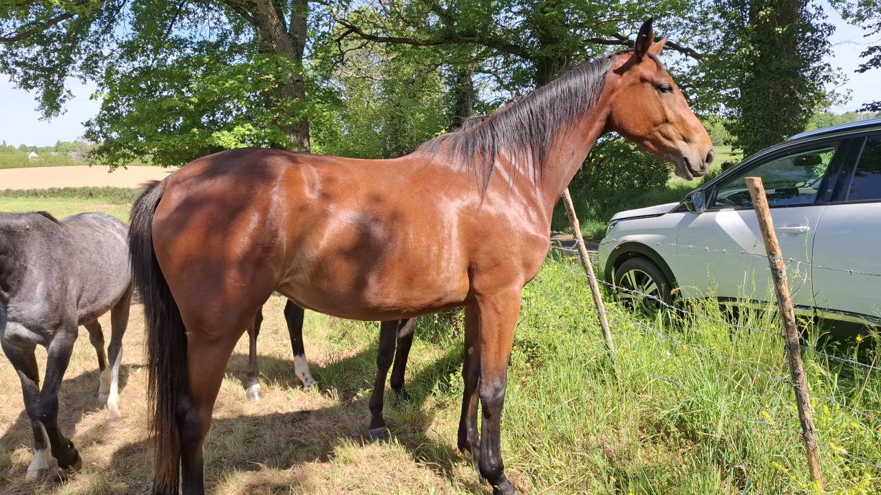 Mare Selle Fran&ccedil;ais For sale 2024 Bay