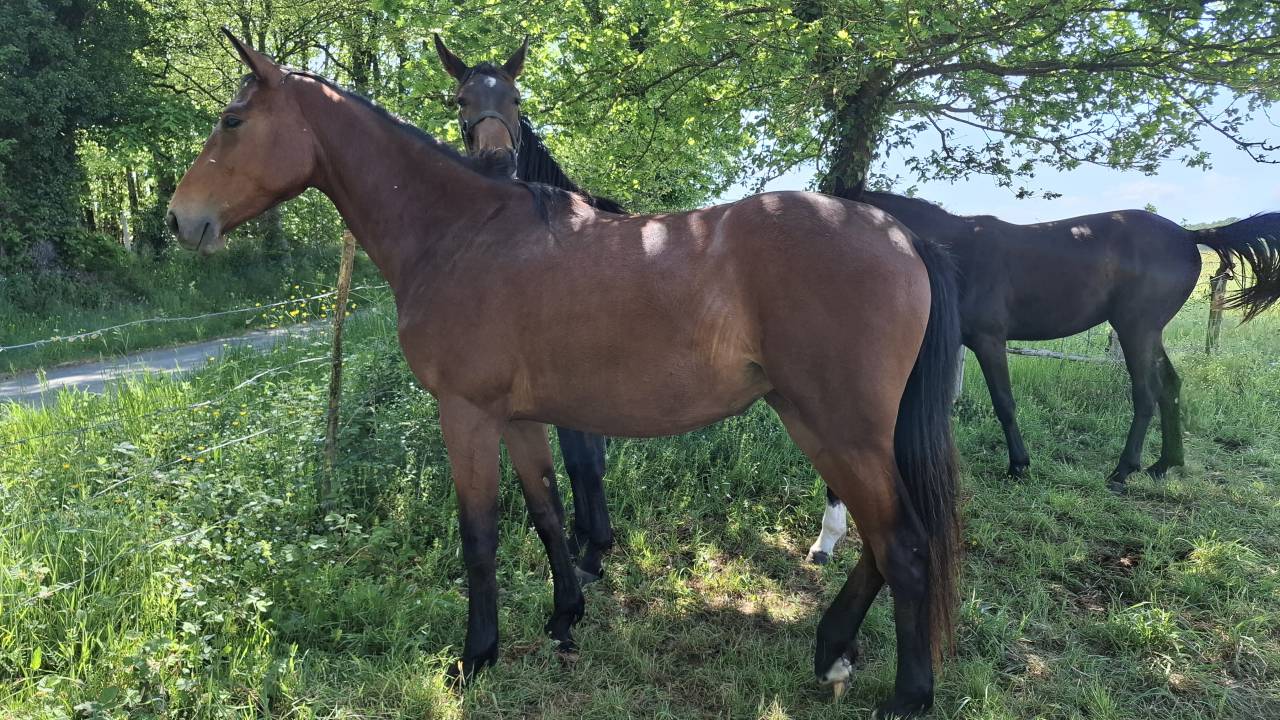 Mare Selle Fran&ccedil;ais For sale 2024 Bay